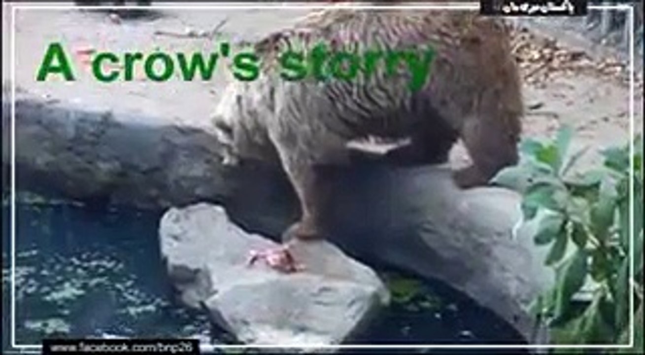 ریچھ نے کوے کو مرنے سے بچالیا
