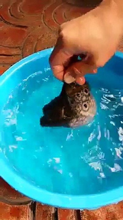 See what this fish does when its out of water