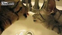 Funny Cats Drinking Water