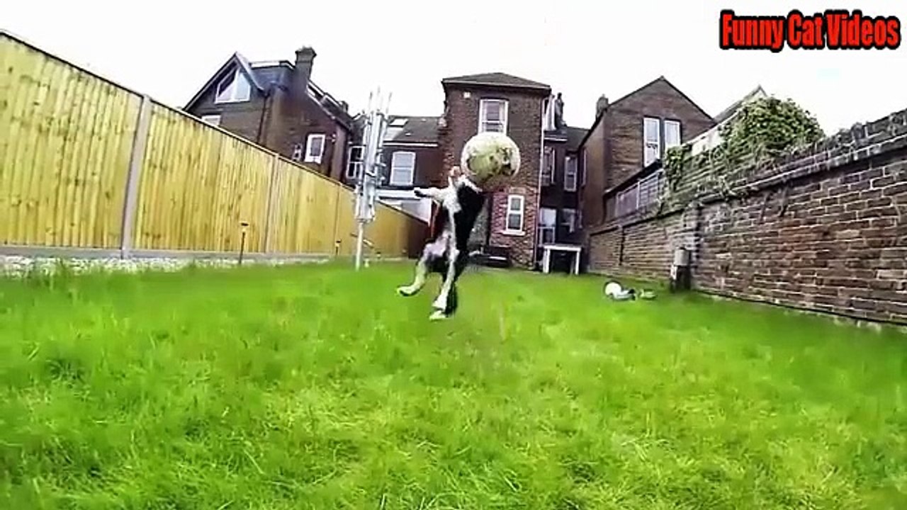 Funny Dogs and Cats Compilation 2015 - Video Dailymotion