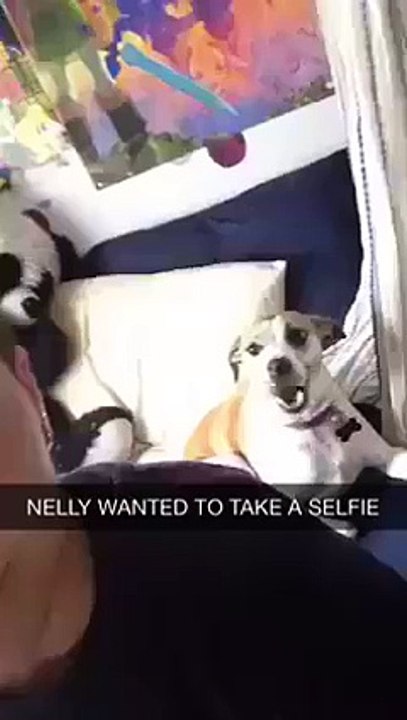 Dog making pose for selfie - COMEDY