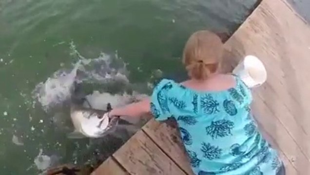 Think before feeding fishes in water - COMEDY