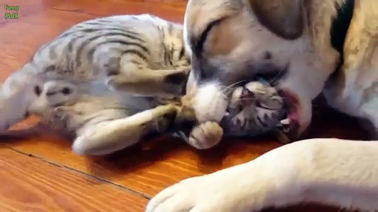 Top 10 Funny Cat Videos 2015