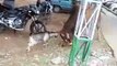 Animal Fight How Goat Fight With Bull Super Goat Bull Hungama