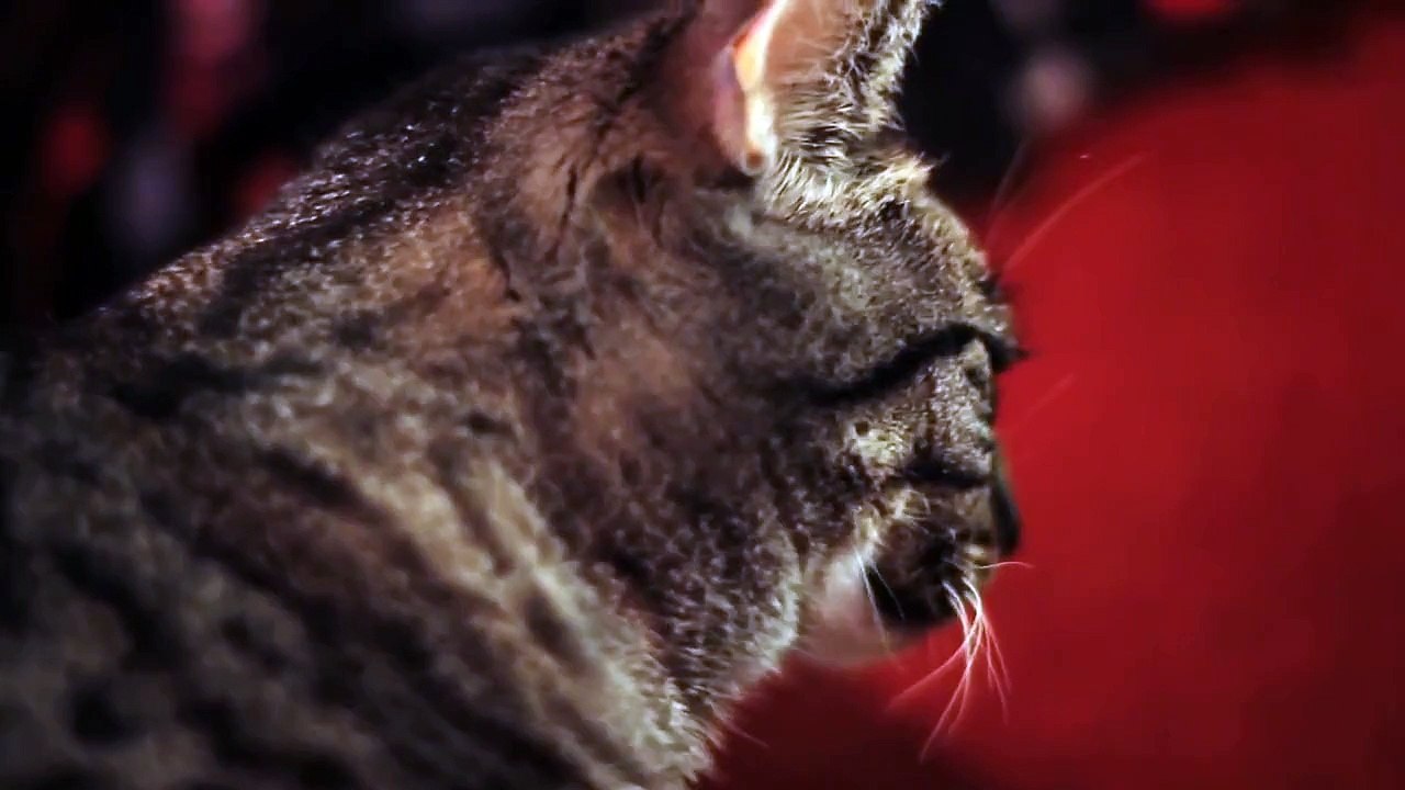Collective Soul Cat