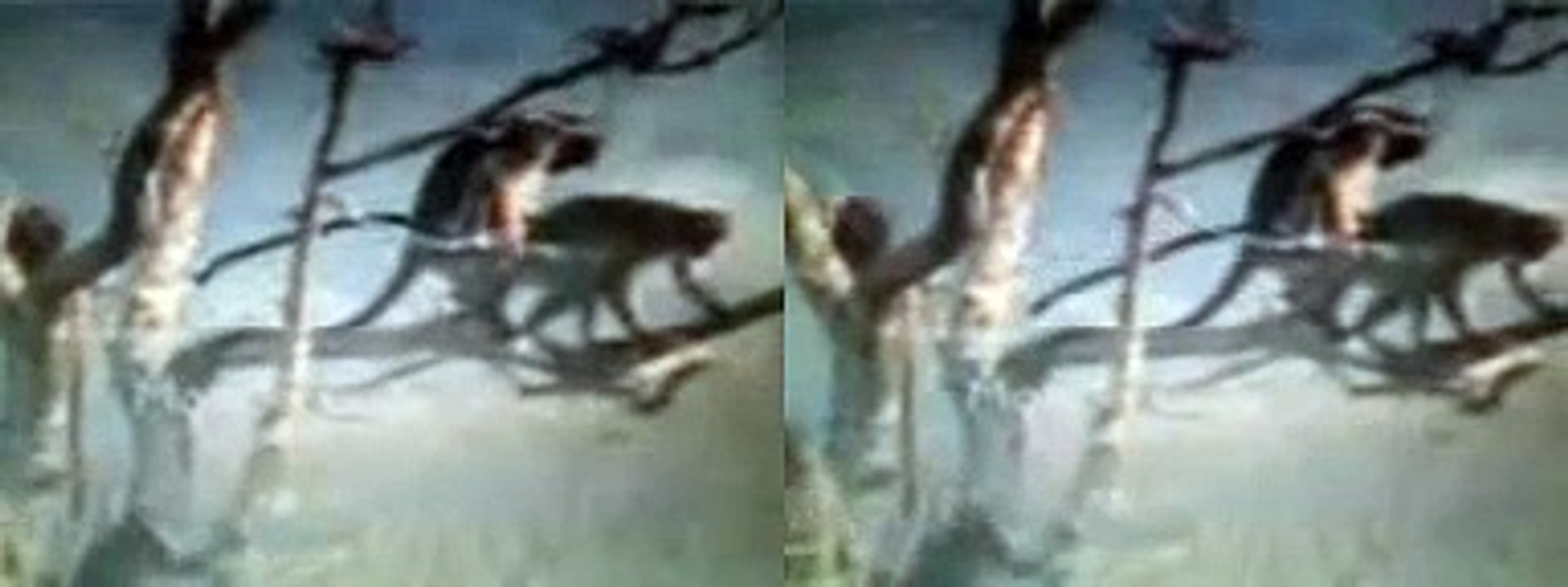 Monkey Mania with Punjabi Dubbing