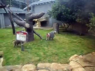 Crazy Baboon Gives the Finger Animal Videos