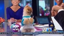 Jiff GMA. Jiff The Dog (Pomeranian) On Good Morning America