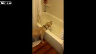LiveLeak.com - Puppy decides to take my shower