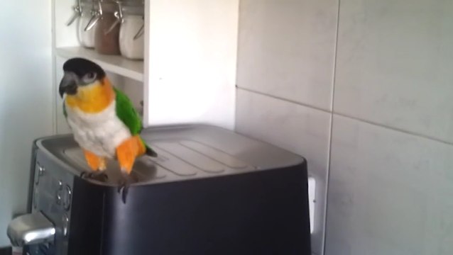 Parrot Dances To Irish Celtic Music