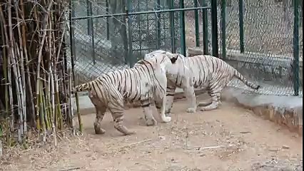 DO NOT Make White Tiger Angry - EVER !! Animal Videos
