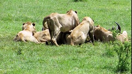 Dramatic.. Lion vs Buffalo!! Animal Videos