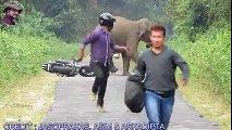 Elephent Chasing Bike Rider - Funny videos