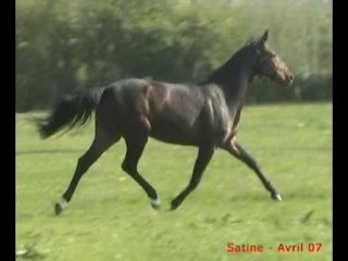 Cheval Dresage par Sandro Hit