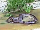 GIANT ANACONDA SNAKE THROWS OUT THE COW IT SWALLOWED EARLIER Animal Videos