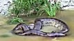 GIANT ANACONDA SNAKE THROWS OUT THE COW IT SWALLOWED EARLIER Animal Videos