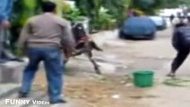 Awesome kick knockout - Awesome kick by  cow eid ul adha 2016 - Bakra Eid 2016