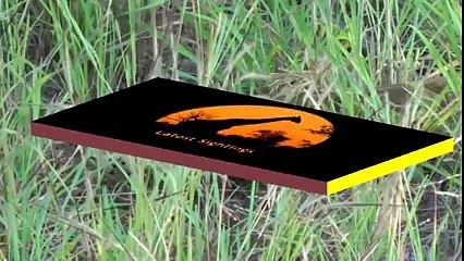 HUGE PYTHON İN CAR'S BONNET Animal Videos