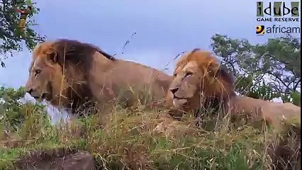 Lion Hunt Lions Stalk _ Newborn Calf Animal Videos