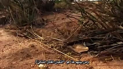 National Geographic-Animals Africa Animal Videos