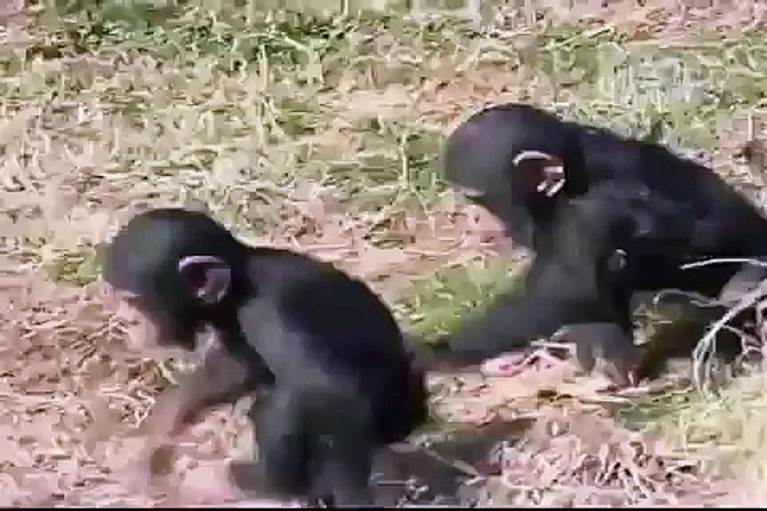 A Bad Ape Funny Gorilla