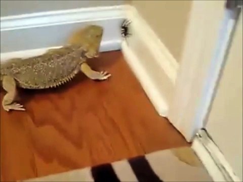 Scared of Spiders?! You need this animal