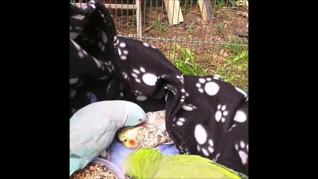 "What's Wrong dude???" So cute parrot kissing his bro'