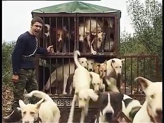 Preying Of Deers In Jungle