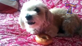 Funny mad dogs - Funny dog compilation