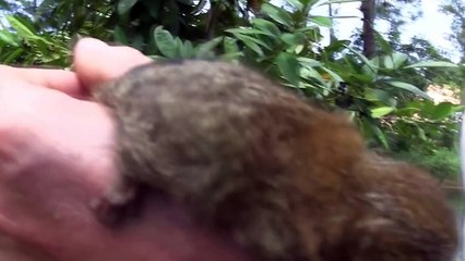 World Meet NINITA. Our New Baby Pygmy Marmoset!(heart melting story)