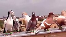 Filo pigeons