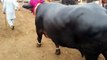 Eid ul Azha Qurbani 2015 Peshawar- Huge Buffalo of 4 Lac