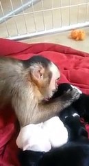 Un singe trop mignon