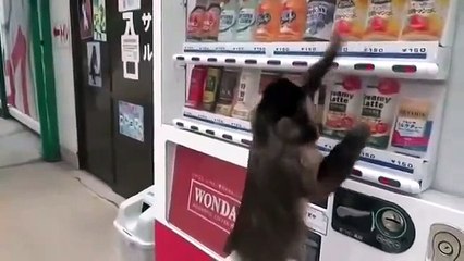 Умная обезьянка