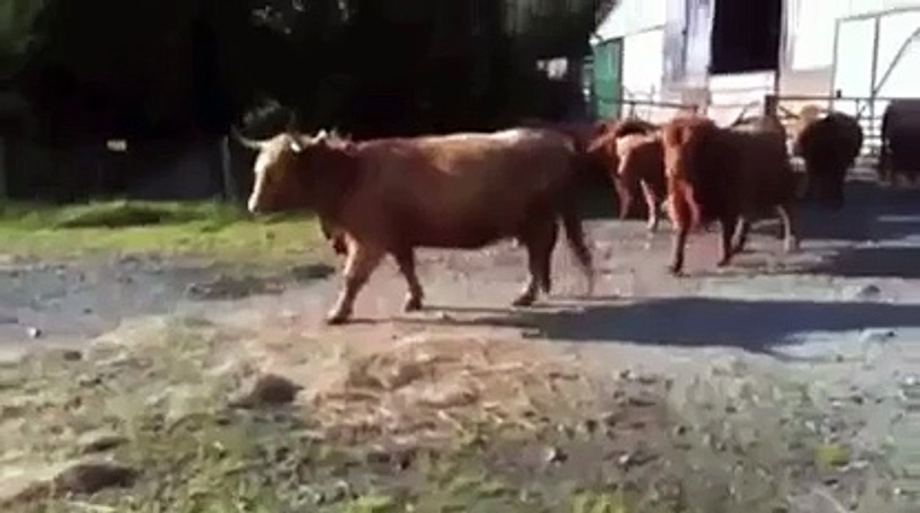 Le chant des vaches