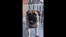 Bullmastiff drinking water out of the air in slow motion
