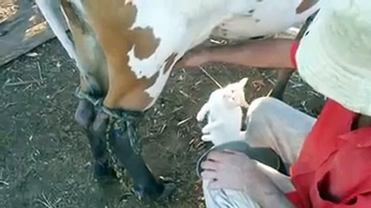 Ce petit chaton raffole du lait de cette vache