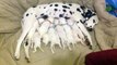 Dalmatian mom nurses 11 hungry puppies -(Feeding Special)