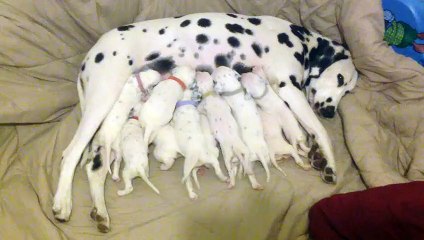 Dalmatian mom nurses 11 hungry puppies -(Feeding Special)