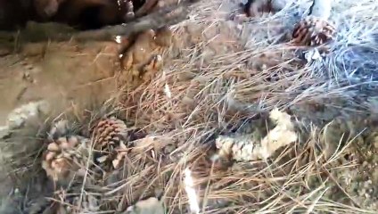 Un Américain trouve un ours noir sous sa terrasse
