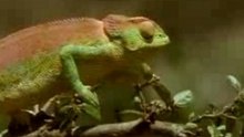 ABZebra - Kameleon