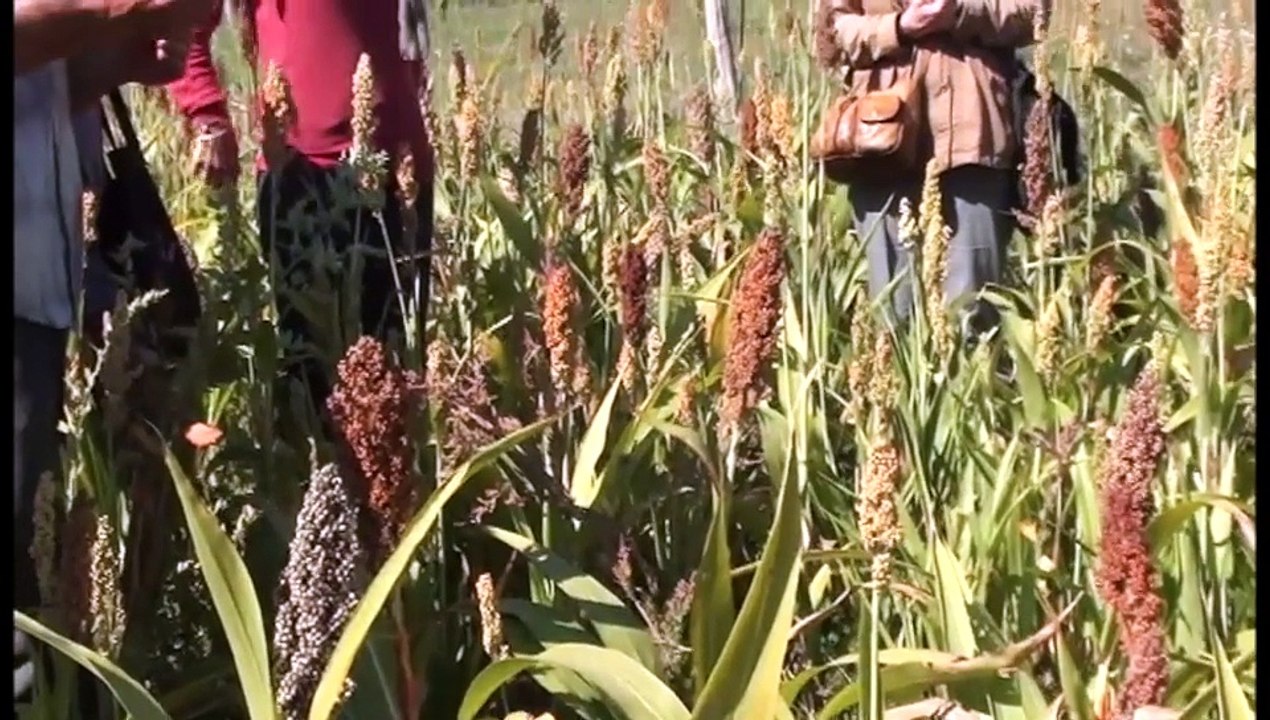 ALTERNATIVE AGRO ECOLOGIQUE TARNAISE