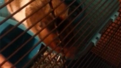 Chubby Hamster Meets Tiny Hamster Doorway