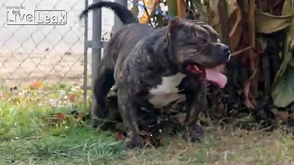 LiveLeak.com - A Sweet Guard Dog