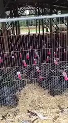 All together now. | Army of Turkey