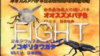 GIant Hornet VS Stag Beetle