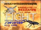 GIant Hornet VS Stag Beetle