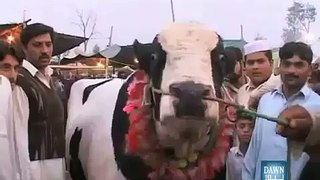 Rare Miracle animal (Anokha Mojza Janwar) - Video Dailymotion