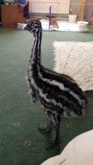 Un bébé émeu joue avec un chien