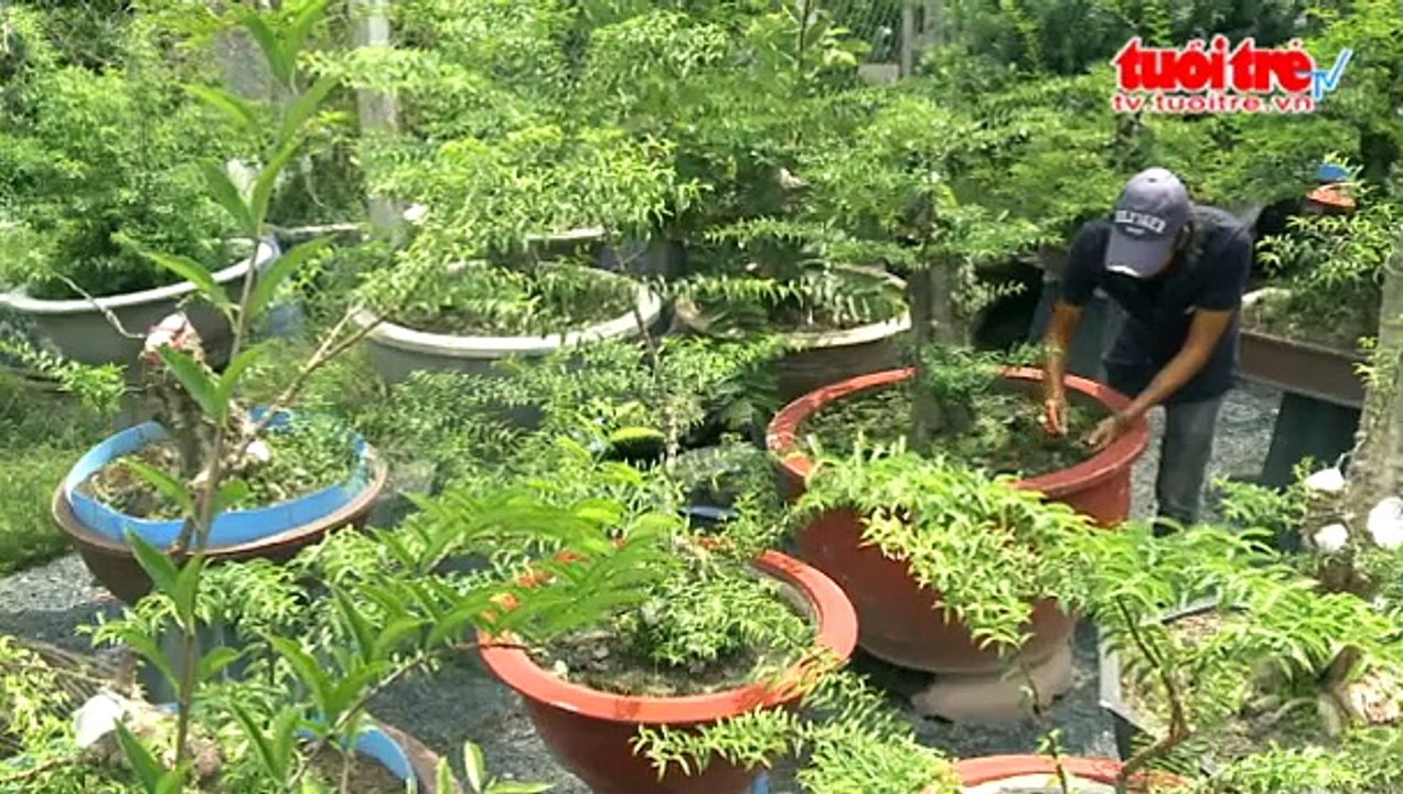 Tâm huyết với bonsai Việt